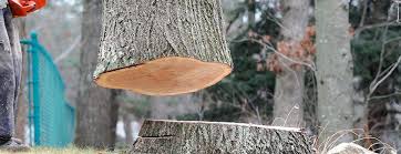 Best Commercial Tree Services  in Baytown, TX