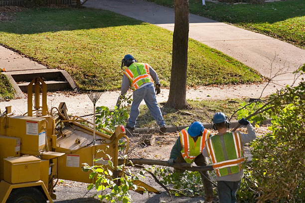 Best Hazardous Tree Removal  in Baytown, TX